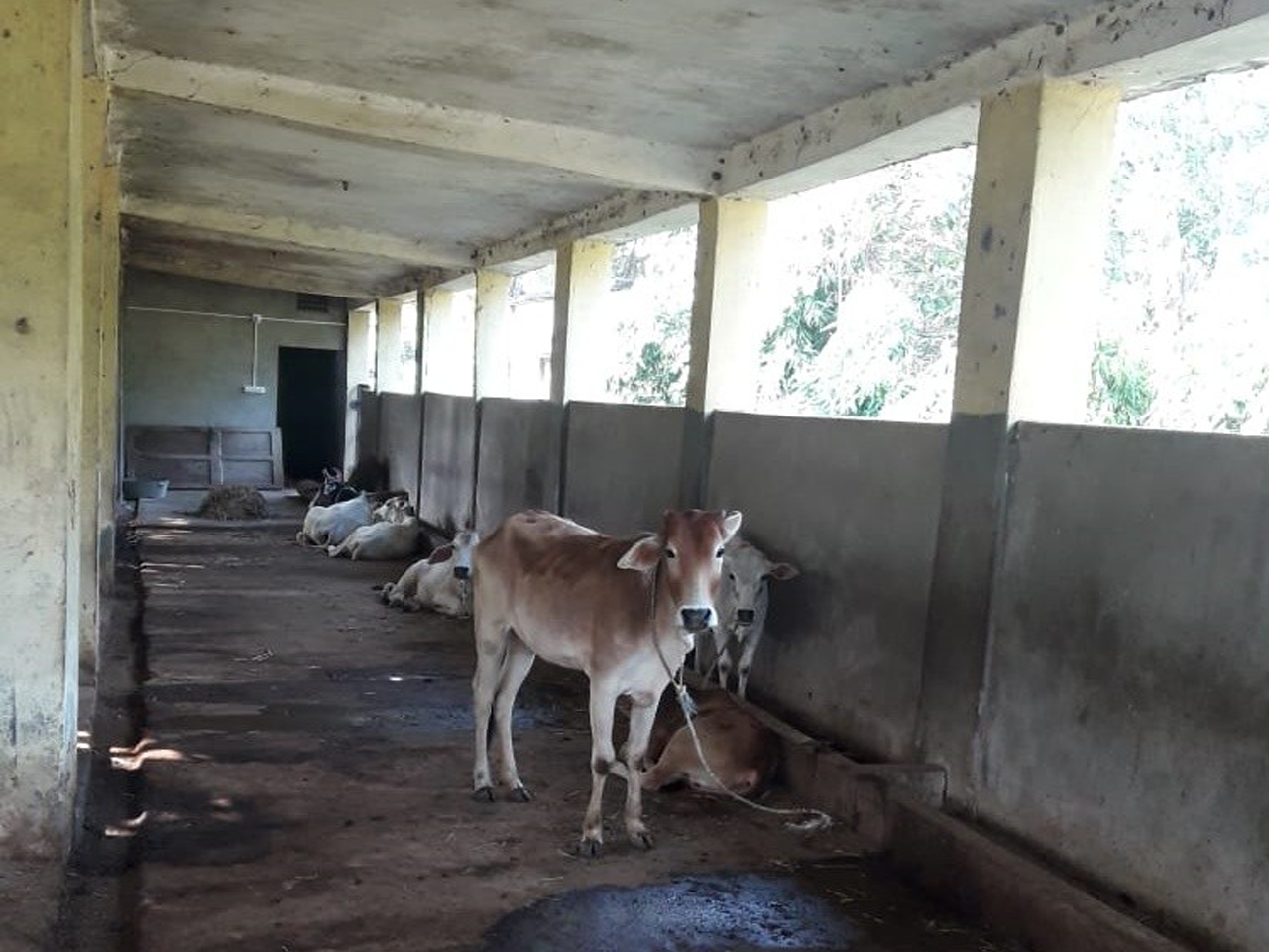 ANIMAL WELFARE(GOSHALA)